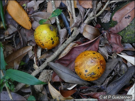  Canistel, Pouteria campechiana