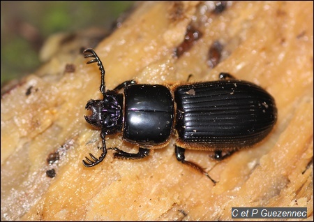 Scarabée, Passalus unicornis