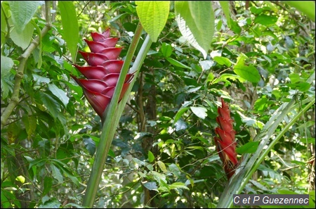 Balisier, Heliconia caribaea.