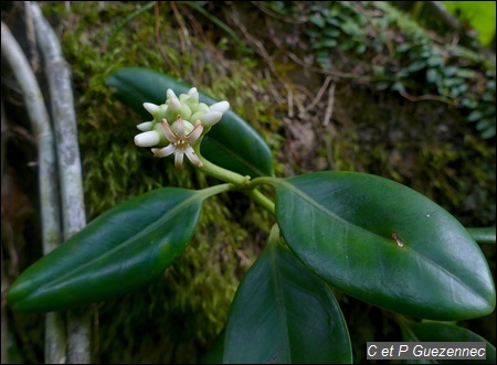 La Liane jasmin, Schradera exotica