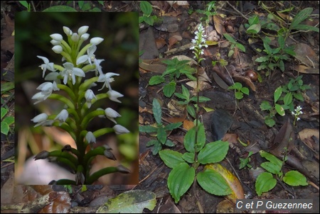 Orchidée Cranichis muscosa