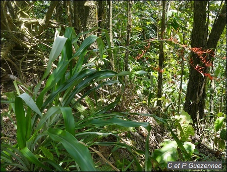 Ananas rouge bâtard, Pitcairnia angustifolia