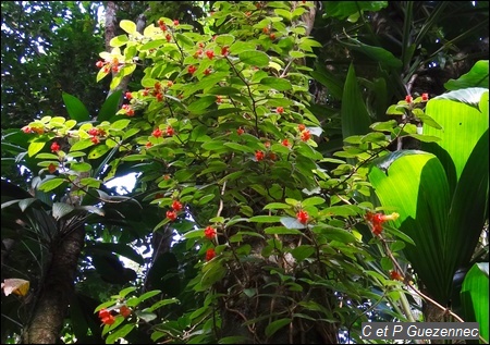 Fuschia montagne, Alloplectus cristatus