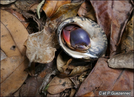 Bernard l'ermite, Coenobita clypeatus