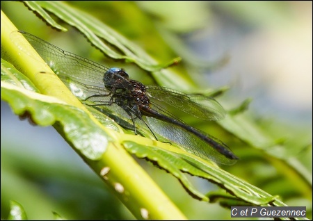 Libellule Macrothemis meurgeyi