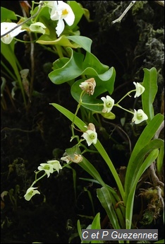 Plante carnivore Utricularia alpina