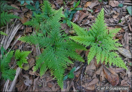 Selaginella flabellata