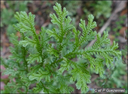 Selaginella substipitata