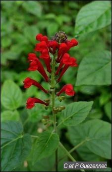 Scutellaria incarnata