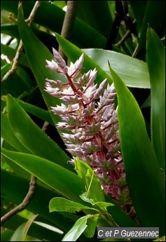 Aechmea smithiorum