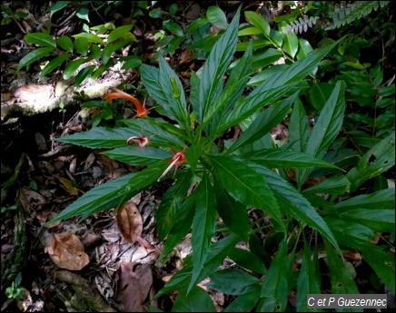 Herbe poison, Lobelia persicifolia