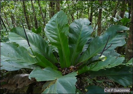  Une siguine rouge, Anthurium hookeri