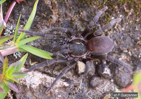 Mygale de la Soufrière (Holotele Sulfurensis)