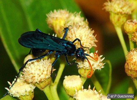 Guêpe Bleue (Pepsis ruficornis)