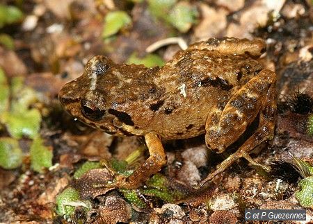 Hylode de Pinchon (Eleutherodactylus pinchoni)