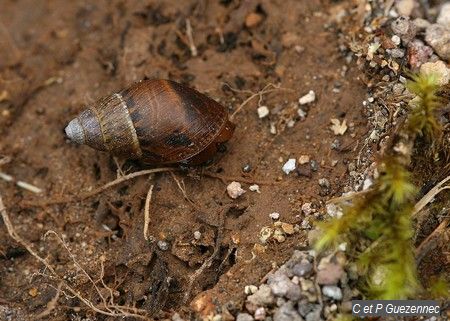 Bulimulus lherminieri. Escargot endémique de Guadeloupe