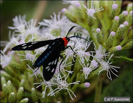 Papillon, Antichloris toddi