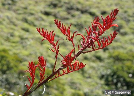 Ananas rouge bâtard (Pitcairnia angustifolia)