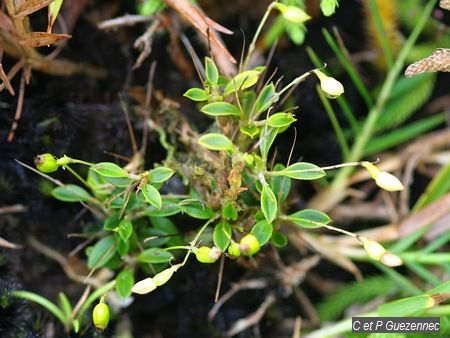 Brachionidium sherringii