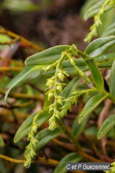 Epidendrum dendrobioides