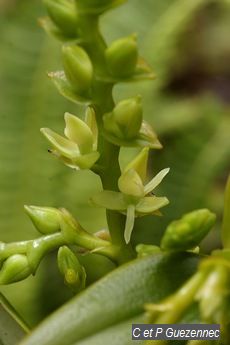 Epidendrum dendrobioides