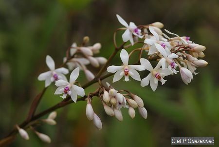 Epidendrum patens