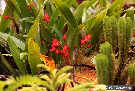 Maxillaria coccinea 