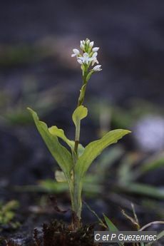 Cranichis muscosa