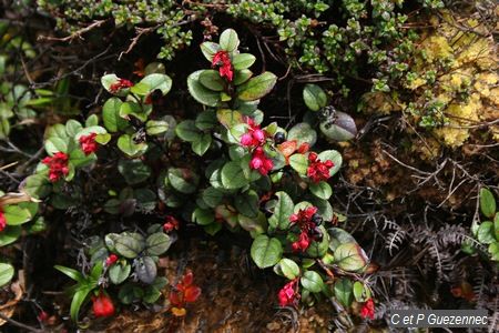 Myrtilles des hauts. Gaultheria swartzii