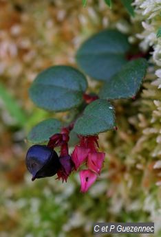 Myrtilles des hauts. Gaultheria swartzii