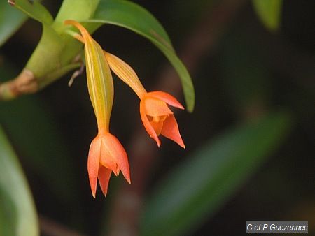 Maxillaria inflexa