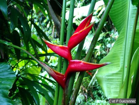 Balisier rouge (Heliconia bihai)