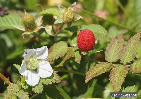 Framboisier (Rubus rosifolius)