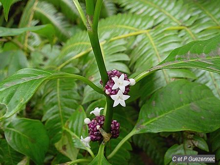 Graine Bleue Montagne (Psychotria aubletiana)