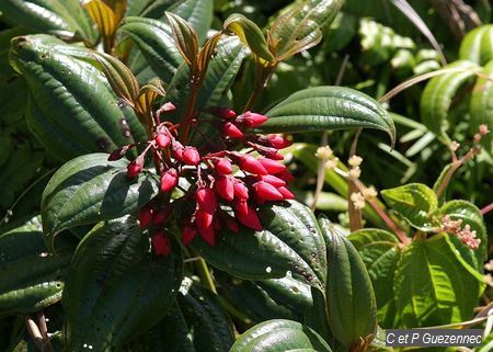 Fuschia montagne (Charianthus alpinus)