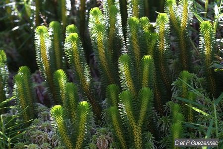 Lycopodium sieberianum