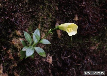 Lis-montagne (Irlbachia frigida)