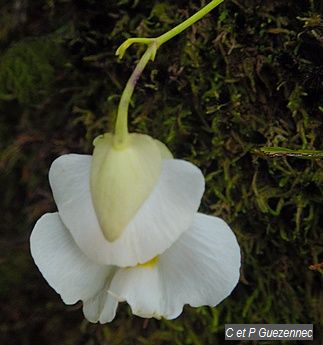 Utricularia alpina. Plante carnivore