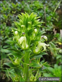 Lobelia stricta