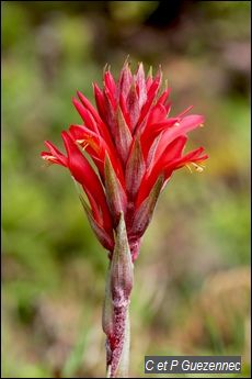 Ananas rouge, Pitcairnia bifrons