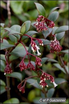 Psychotria guadalupensis