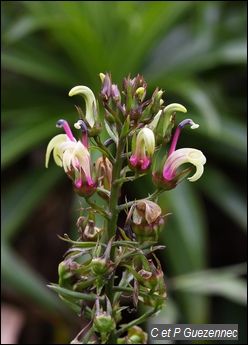 Lobelia guadeloupensis