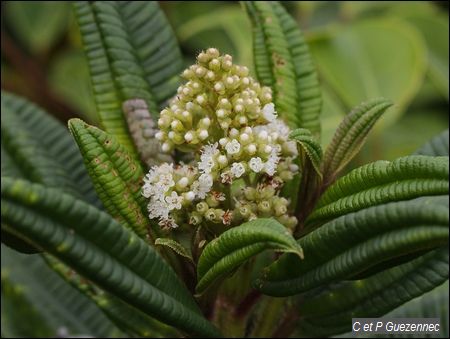 Bois-côtelette montagne, Miconia coriacea.