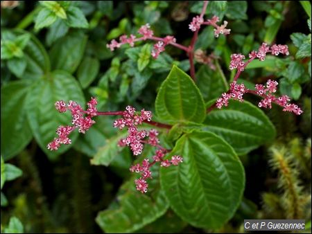 Orties-montgne, Pilea corymbosa