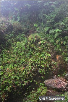 Passage de ravine sécurisée par une corde.