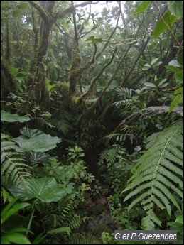 Forêt de mangles montagne