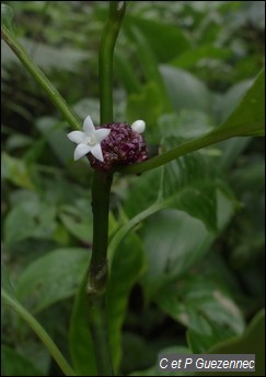 Graine Bleue Montagne, Psychotria aubletiana