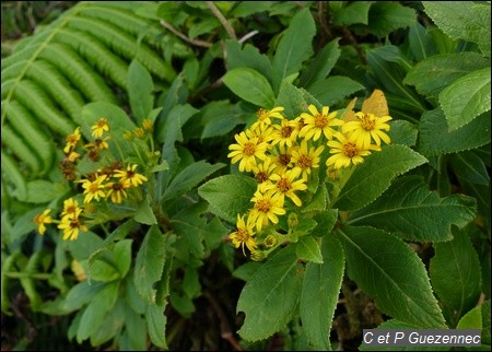 Verbesina guadeloupensis