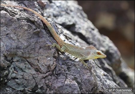 Anolis de La Désirade, Anolis desiradei, mâle