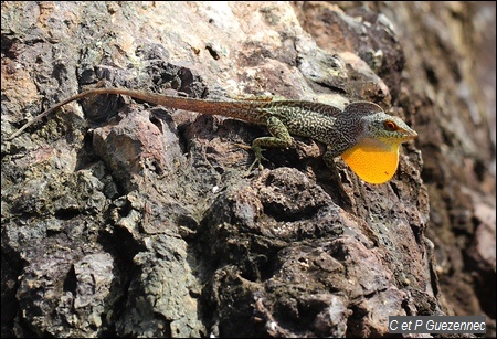 Anolis de La Désirade, Anolis desiradei, mâle déployant son fanon